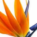 Strelitzia